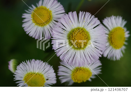 薄いピンク色の野菊の花 薄いピンク色の野菊の花 121436707