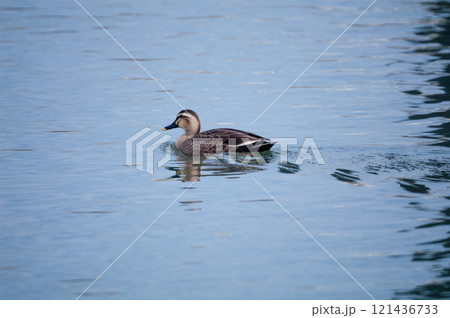 信濃川・やすらぎ堤の軽鴨(かるがも) 信濃川・やすらぎ堤の軽鴨(かるがも) 121436733