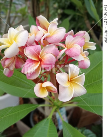 散歩中に見つけた花 散歩中に見つけた花 121436941