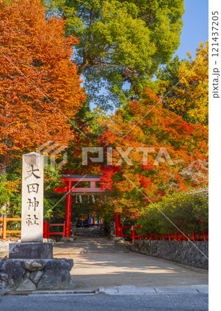 秋の京都 大田神社 紅葉に包まれた鳥居 秋の京都 大田神社 紅葉に包まれた鳥居 121437205