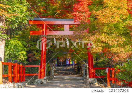 秋の京都 大田神社 紅葉に包まれた鳥居 秋の京都 大田神社 紅葉に包まれた鳥居 121437208