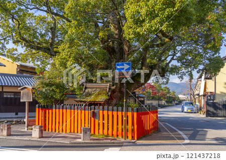 秋の京都上賀茂　藤木社のクスノキと社家の町並み  121437218