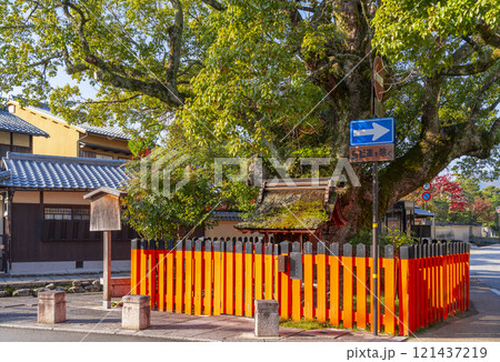 秋の京都上賀茂　藤木社のクスノキと社家の町並み  121437219