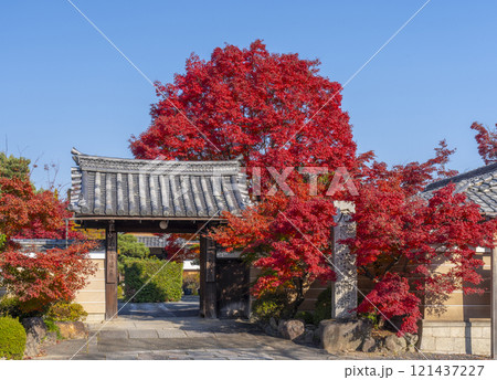 秋の京都　神光院　紅葉に包まれた山門 121437227