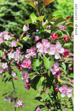 Vertical close-up photo of a flowering tree. 121437260