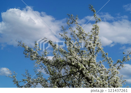 Photo of a white blossoming apple tree against the sky. 121437261
