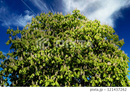 Photo of blooming chestnuts in the park. 121437262