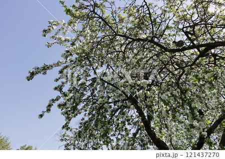 Photo of a white blossoming apple tree against the sky. 121437270