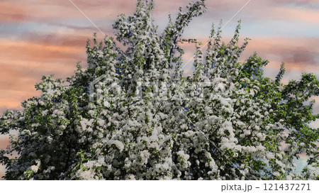 Blooming fruit tree against the red sky. 121437271
