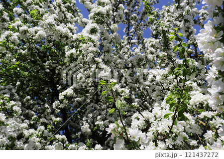 Blooming fruit tree with many flowers. Blooming fruit tree with many flowers. 121437272