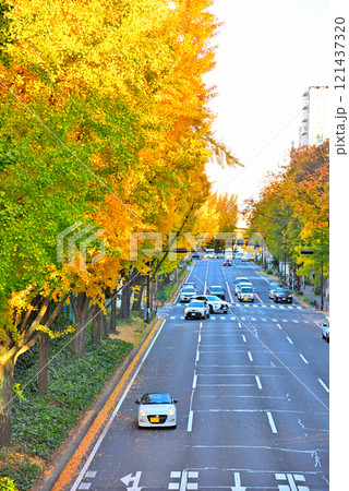 《愛知県》名古屋都市風景　秋の若宮大通　紅葉した街路樹 121437320
