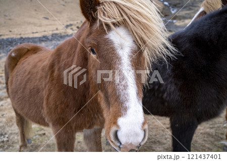 Portrait of Icelandic horses on grazing land near the mountain in Iceland Portrait of Icelandic horses on grazing land near the mountain in Iceland 121437401