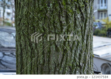 Closeup view of a tree trunk with green moss on the city sidewalk with parked cars and buildings in the background 121437584