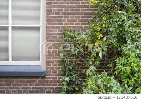 The window of glass with green ivy covered a brick wall The window of glass with green ivy covered a brick wall 121437610