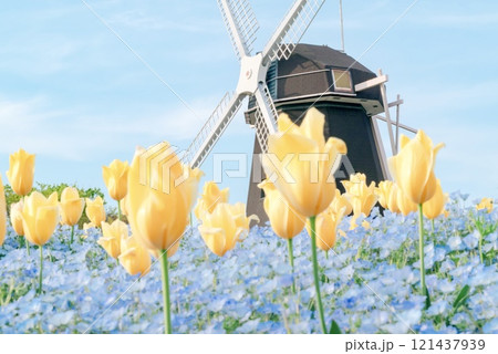 チューリップと風車 チューリップと風車 121437939