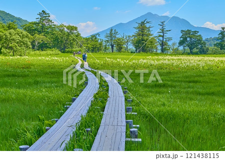 夏の群馬県片品村の尾瀬 山ノ鼻付近の上田代からコバイケイソウの咲く湿原と燧ヶ岳の眺望 121438115