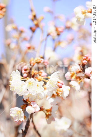 白い梅の花 121438387