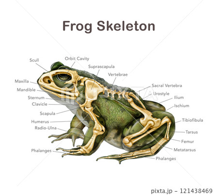 Frog skeleton with bone names detailed illustration. Amphibia inner anatomy structure for zoology study. Anatomy of a frog with body silhouette detailed bones science image on white background 121438469