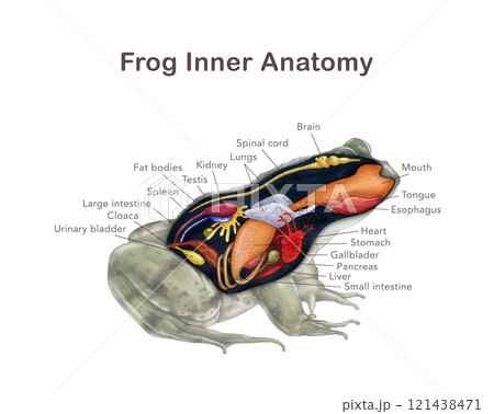 Frog inner anatomy with organ names scheme. Hand drawn detailed illustration. Amphibia internal organs anatomical table on white background. Frog inner anatomy for zoology study, print table design 121438471
