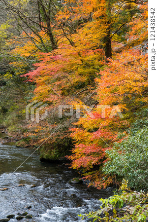山中温泉の観光名所「鶴仙渓」|紅葉イメージ|観光イメージ|11月撮影|石川県加賀市 山中温泉の観光名所「鶴仙渓」|紅葉イメージ|観光イメージ|11月撮影|石川県加賀市 121438542