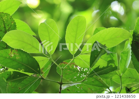 自然　植物　シヨウベンノキ、残念な名前の南方系の小高木。艶のある三出複葉が美しく観葉植物になる様です 121438650