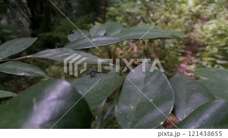 Spider on a leaf. Selective focus Spider on a leaf. Selective focus 121438655