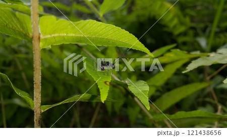 Black Carpenter Ant on Leaf Black Carpenter Ant on Leaf 121438656
