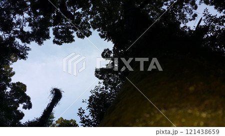 View of a shot tree in the forest 121438659