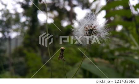 Small plant with white thin flowers 121438660