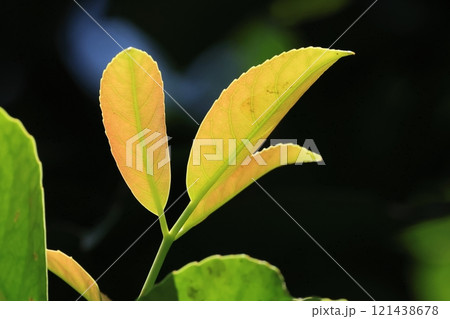 自然　植物　シヨウベンノキ、三出複葉の葉。鈍い鋸歯と目立つ葉脈、若い葉は赤っぽいようです 121438678