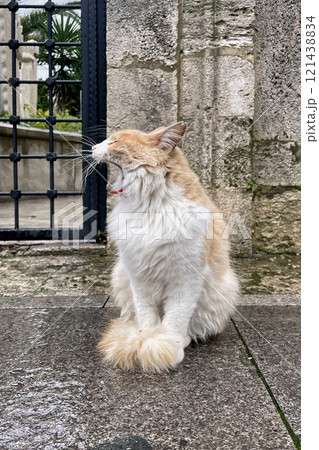 Yawning Cat in Front of a Stone Wall.This image shows a fluffy white and orange cat sitting on a wet stone pavement in front of a stone wall and a black metal gate. Yawning Cat in Front of a Stone Wall.This image shows a fluffy white and orange cat sitting on a wet stone pavement in front of a stone wall and a black metal gate. 121438834