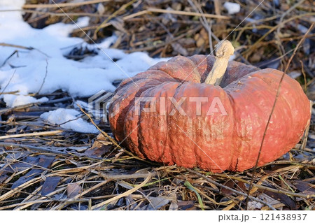 A decorative and beautiful bright orange pumpkin lying on dry grass and branches, with freshly fallen snow next to it, illuminated by sunlight. An autumn-winter concept. A decorative and beautiful bright orange pumpkin lying on dry grass and branches, with freshly fallen snow next to it, illuminated by sunlight. An autumn-winter concept. 121438937