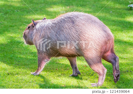 A large capybara lies on the green grass in the park 121439064