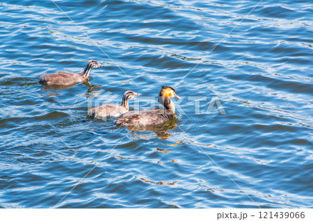 The waterfowl bird, great crested grebe with chick, swimming in the lake. 121439066