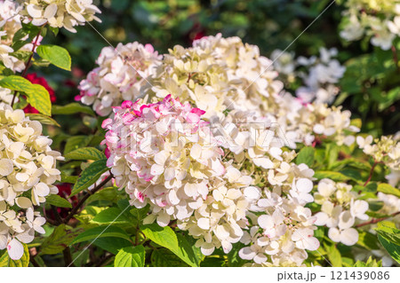 Romantic, soft and beautiful pattern pink hydrangea flowers background 121439086