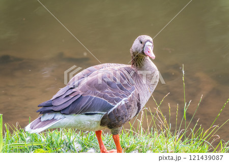 Greater White-fronted Goose (Anser albifrons) standing on the green shore of the pond. 121439087
