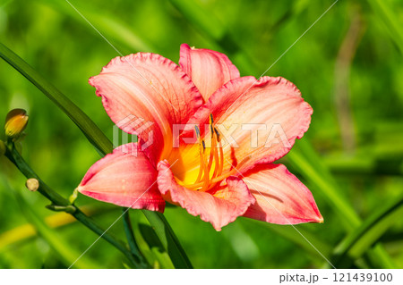 Close up of a single orange day lily, Hemerocallis fulva, in full bloom. 121439100