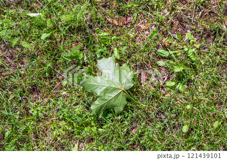 The colors of autumn. Green maple leaf fell on the green grass. The colors of autumn. Green maple leaf fell on the green grass. 121439101