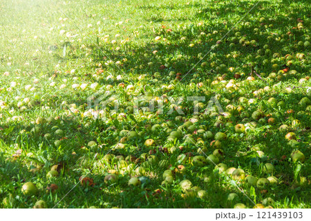 Fallen apples scattered on the ground amidst decaying leaves, showcasing the remnants of the harvest season 121439103