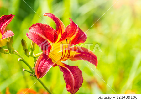 Close up of a single orange day lily, Hemerocallis fulva, in full bloom. Close up of a single orange day lily, Hemerocallis fulva, in full bloom. 121439106