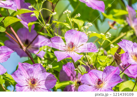 Spring Flowering Downy Clematis (Clematis macropetala). Close up of flowering blue Clematis on blurred background. 121439109