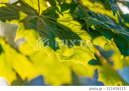Maple branches with green and yellow leaves in autumn, in the light of sunset. 121439115