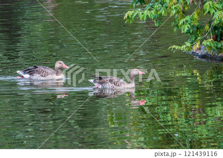 Two greylag goose are swimming on the surface of the pond. Anser anser 121439116