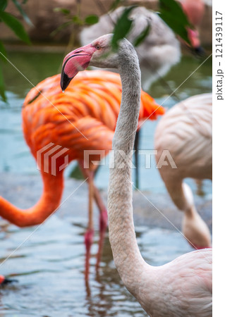 The greater flamingo, Phoenicopterus roseus, standing in water on lake shore. The greater flamingo, Phoenicopterus roseus, standing in water on lake shore. 121439117