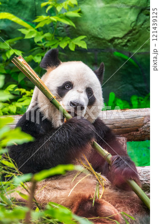 The Giant Panda Bear sits while eating a bamboo stalk The Giant Panda Bear sits while eating a bamboo stalk 121439125