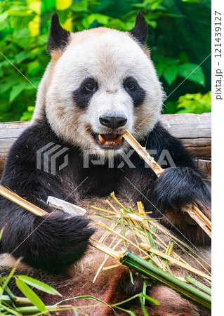 The Giant Panda Bear sits while eating a bamboo stalk The Giant Panda Bear sits while eating a bamboo stalk 121439127