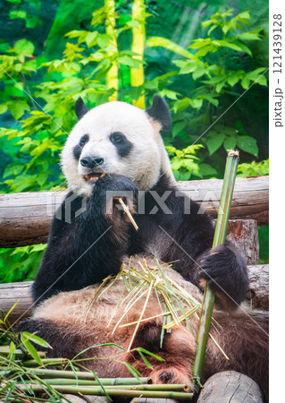 The Giant Panda Bear sits while eating a bamboo stalk The Giant Panda Bear sits while eating a bamboo stalk 121439128