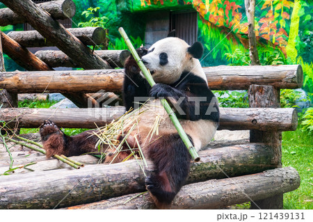The Giant Panda Bear sits while eating a bamboo stalk The Giant Panda Bear sits while eating a bamboo stalk 121439131