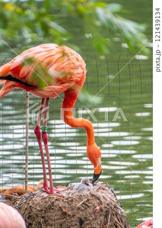 A newborn baby Rosa Flamingo, Phoenicopterus roseus, is full of care from its mother A newborn baby Rosa Flamingo, Phoenicopterus roseus, is full of care from its mother 121439134