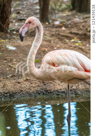 The greater flamingo, Phoenicopterus roseus, standing in water on lake shore. The greater flamingo, Phoenicopterus roseus, standing in water on lake shore. 121439138